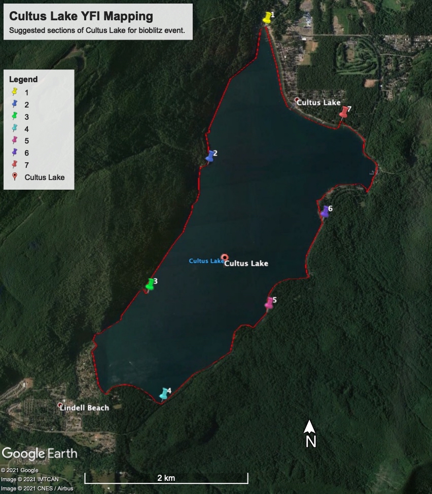 Cultus Lake Yellow Flag Iris Mapping Project Fraser Valley Invasive